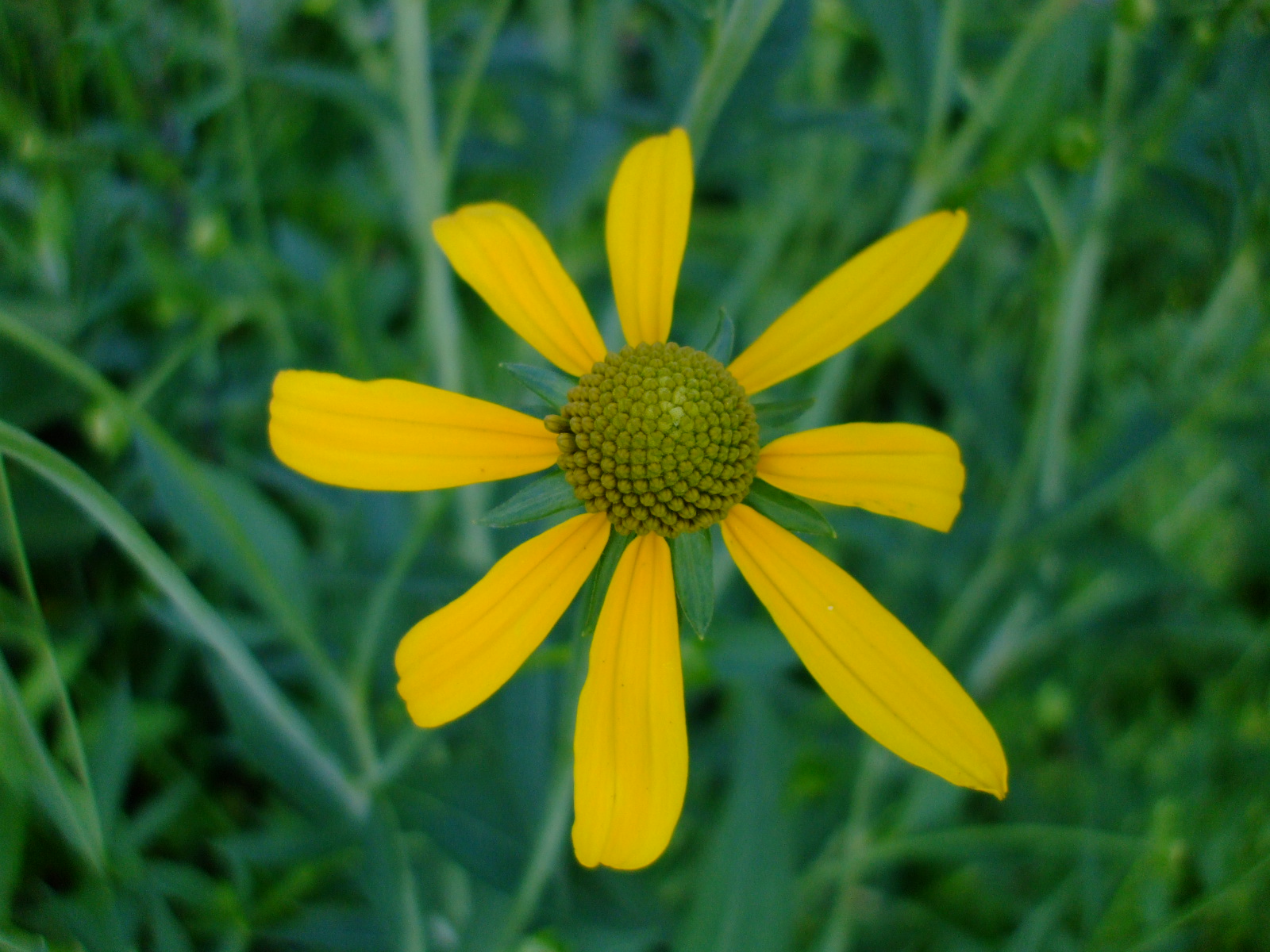 Rudbeckia laciniata